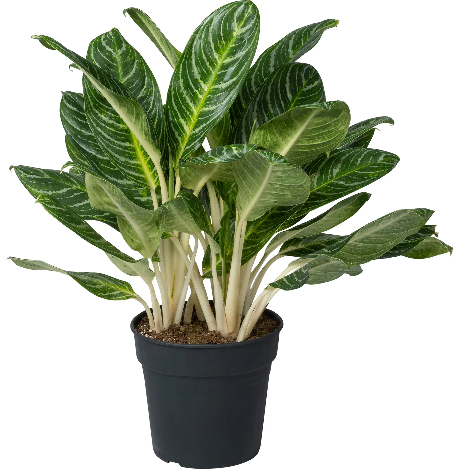 Aglaonema (Aglaonema 'Key Lime' ) D 27 H 80 cm