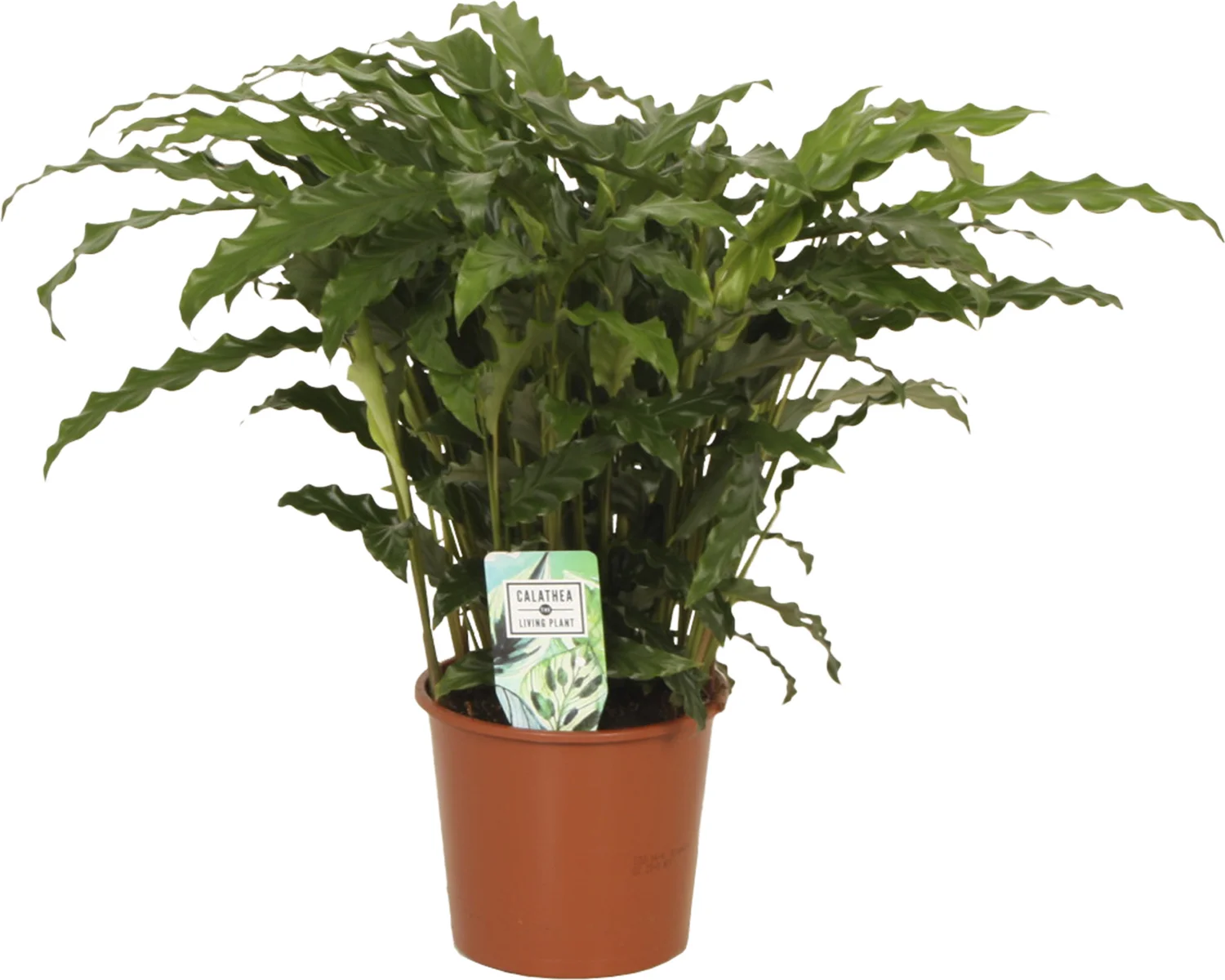 Calathea (Calathea rufibarba 'Bluegrass') D 12 H 35 cm