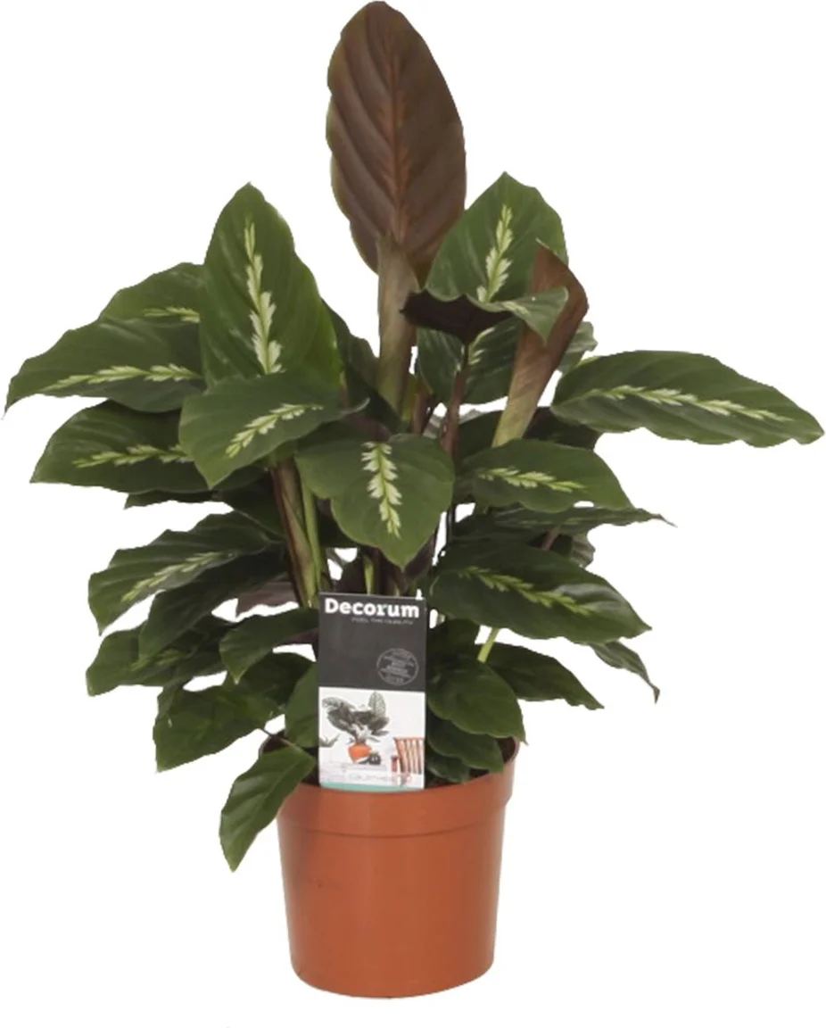 Calathea (Calathea 'Maui Queen') D 12 H 35 cm