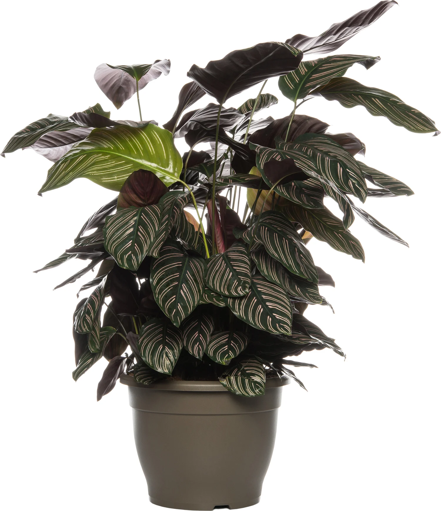 Calathea (Calathea sanderiana 'Ornata') D 24 H 80 cm
