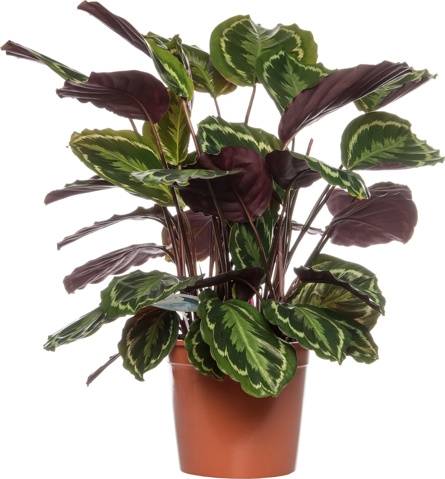 Calathea (Calathea 'Medallion') D 24 H 80 cm