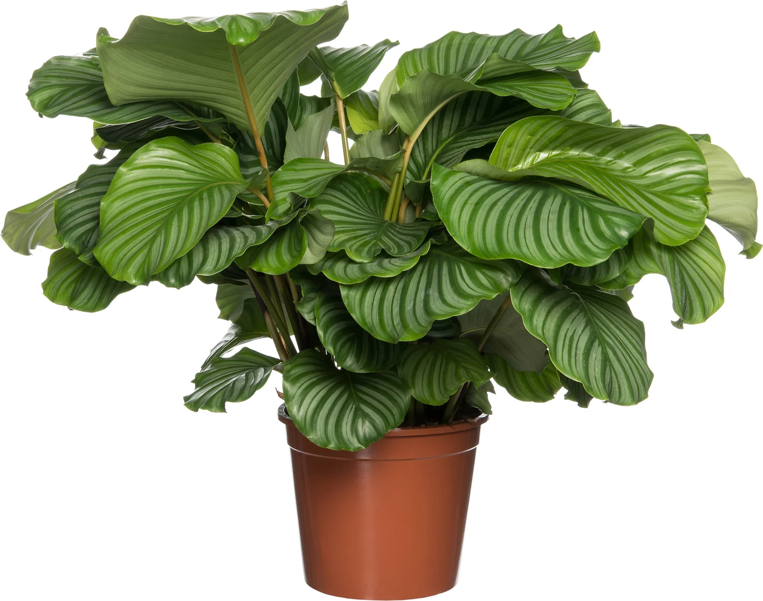 Calathea (Calathea orbifolia) D 24 H 80 cm