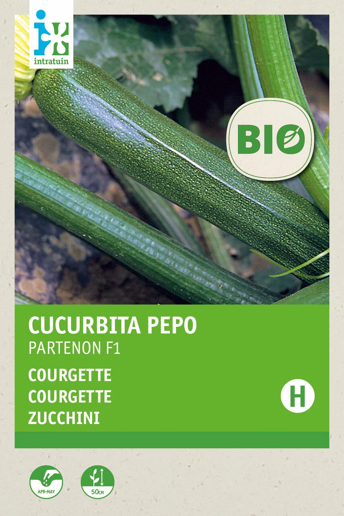 Biologische Intratuin groentezaad courgette (Cucurbita pepo 'Partenon F1')