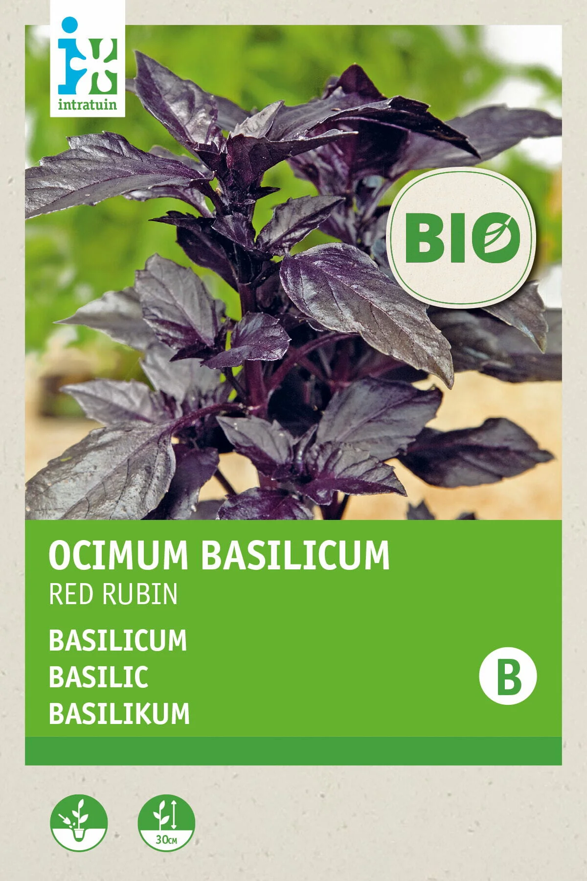 Biologische Intratuin kruidenzaad Rode Basilicum (Basilicum 'Red Rubin')