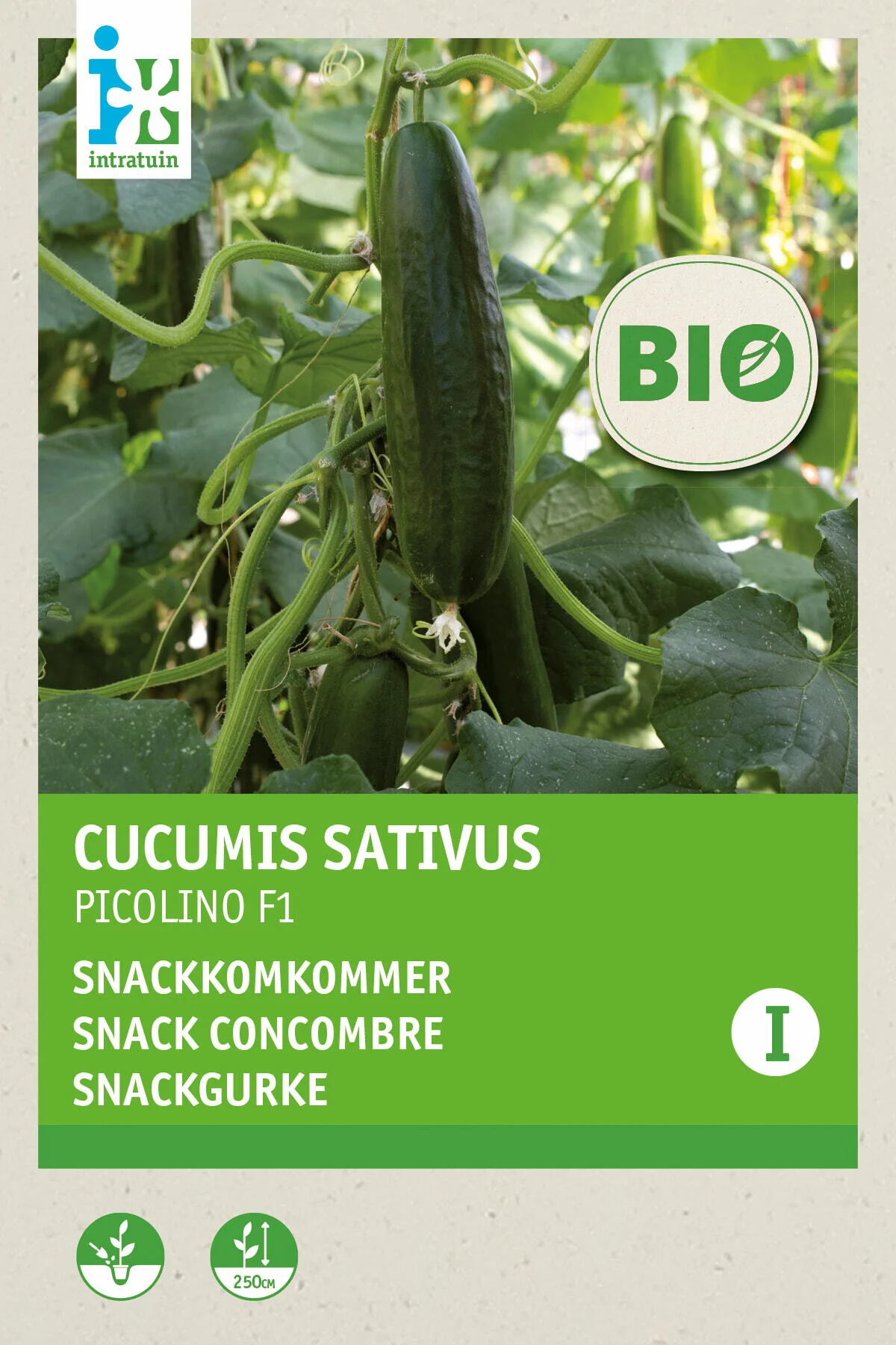 Biologische Intratuin groentezaad Snackkomkommer (Cucumis sativus 'Picolino')