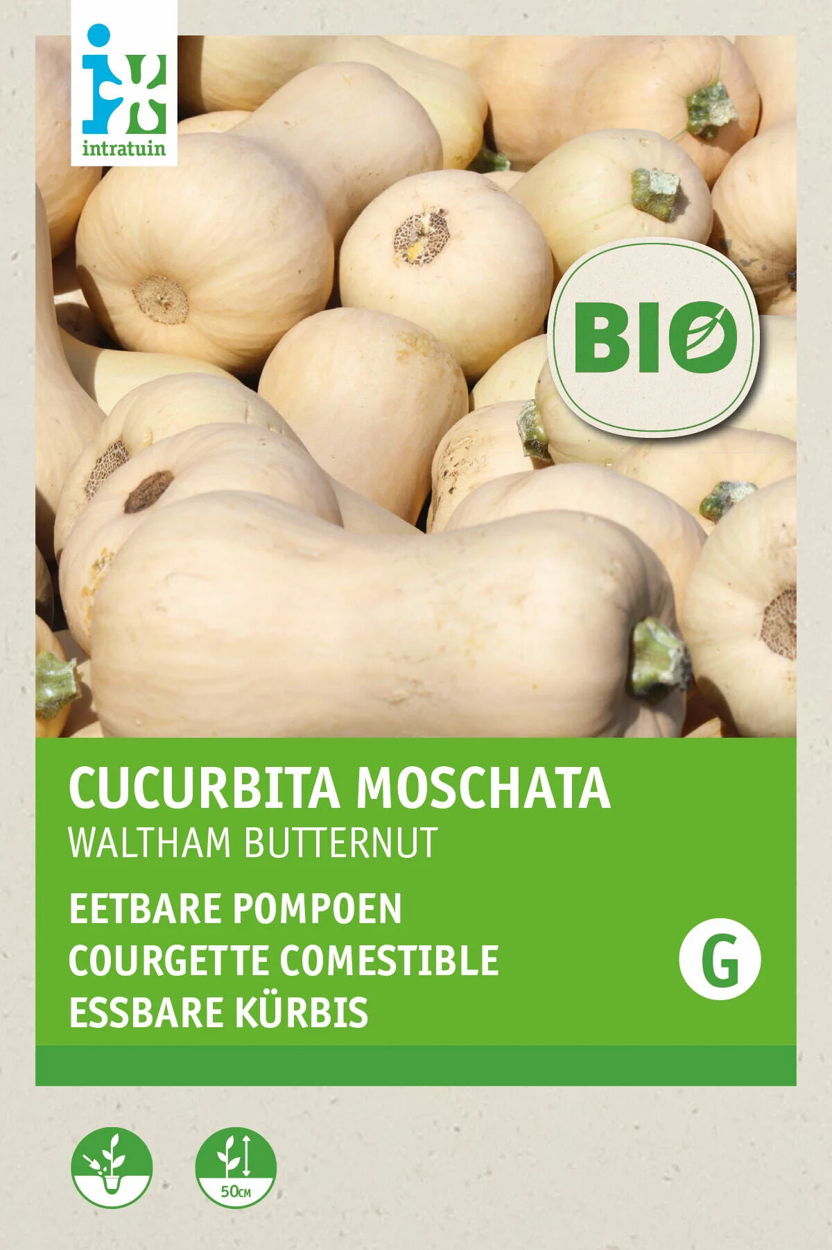 Biologische Intratuin groentezaad Flespompoen (Cucurbita maxima 'Waltham Butternut'))