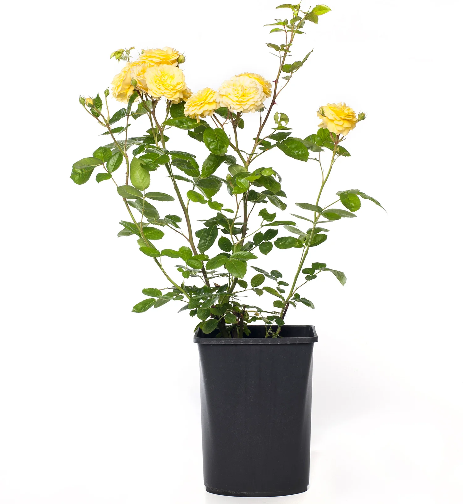 Bodembedekkende roos (Rosa 'Dolly Dot') D 19 H 10 cm