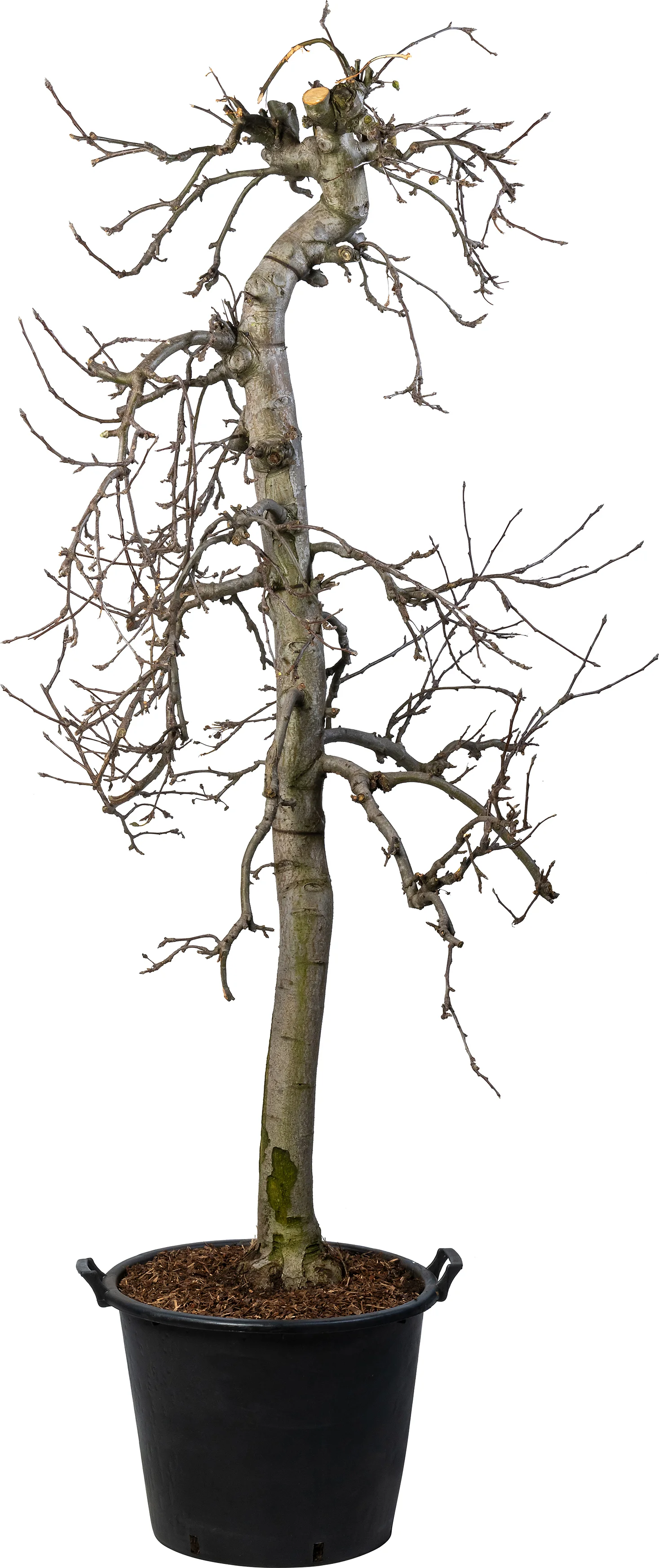 Appelboom (Malus domestica 'Elstar') D 55  H 230 cm