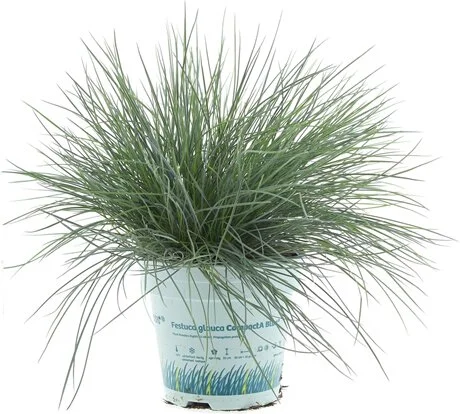 Blauwgras (Festuca glauca 'Compacta Blue') D 10,5 H 25 cm