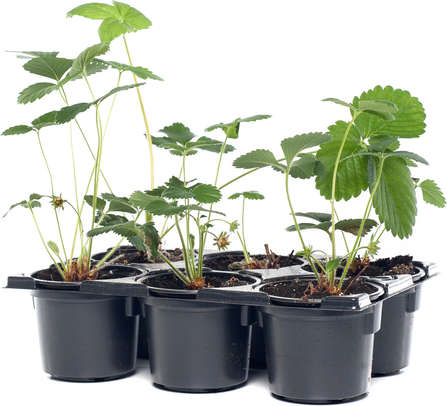 Biologische Aardbei (Fragaria 'Honeyo') D 9 H 12 cm
