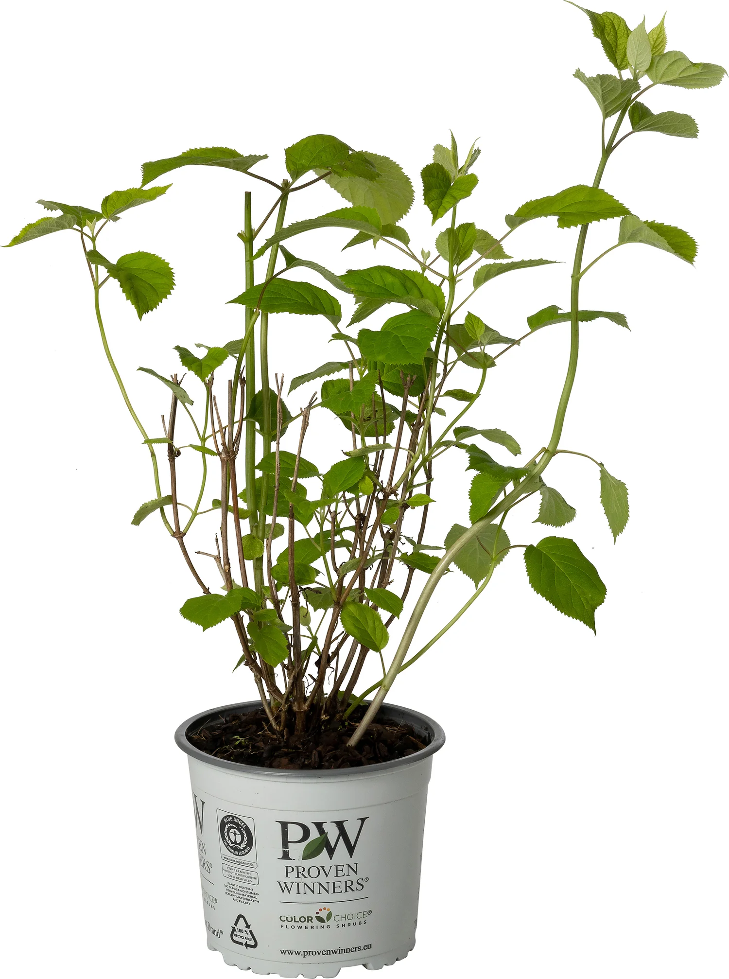 Bolhortensia (Hydrangea arborescens 'Incrediball') D 19 H 30 cm