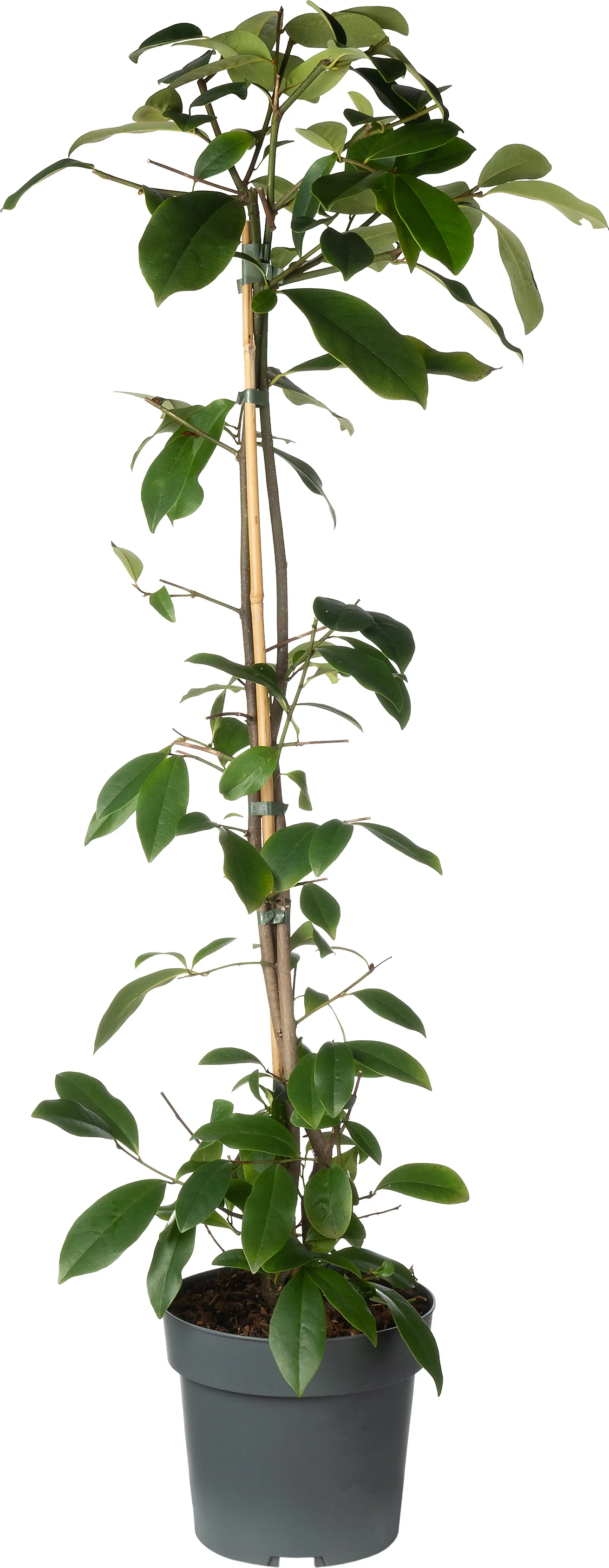 Bananenstruik (Michelia 'Fairy Magnolia Blush'®) D 19 H 60 cm