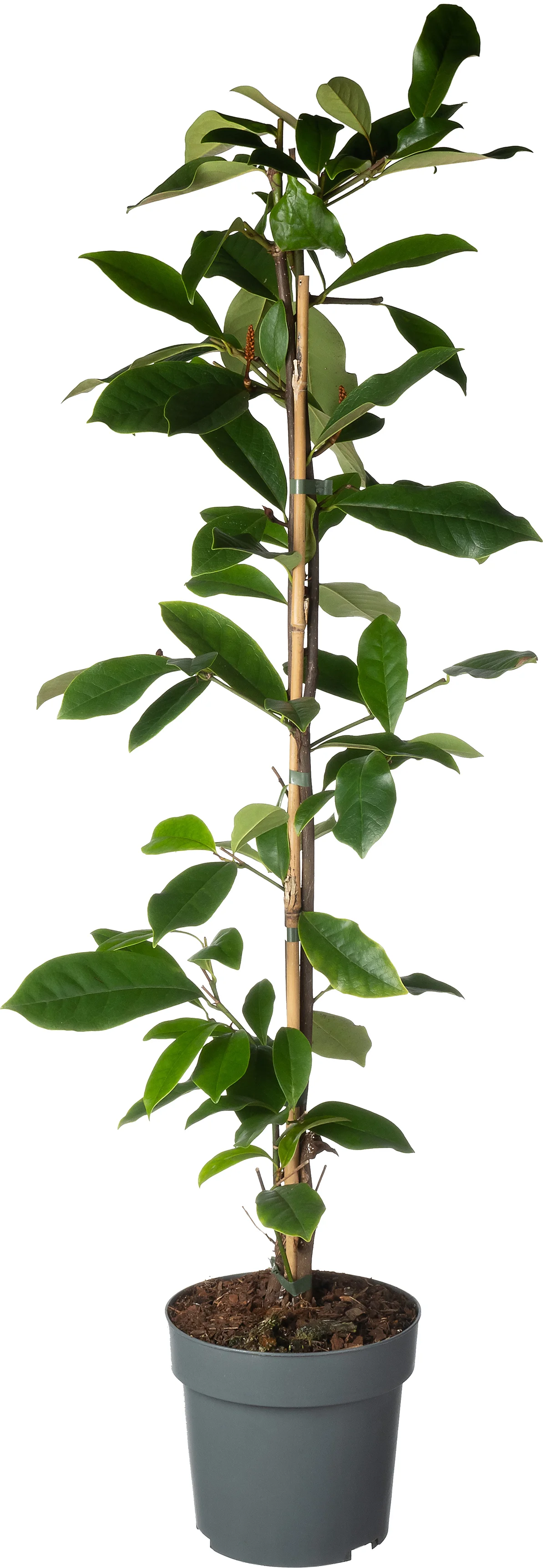 Bananenstruik (Michelia 'Fairy Magnolia Cream'®) D 19 H 60 cm