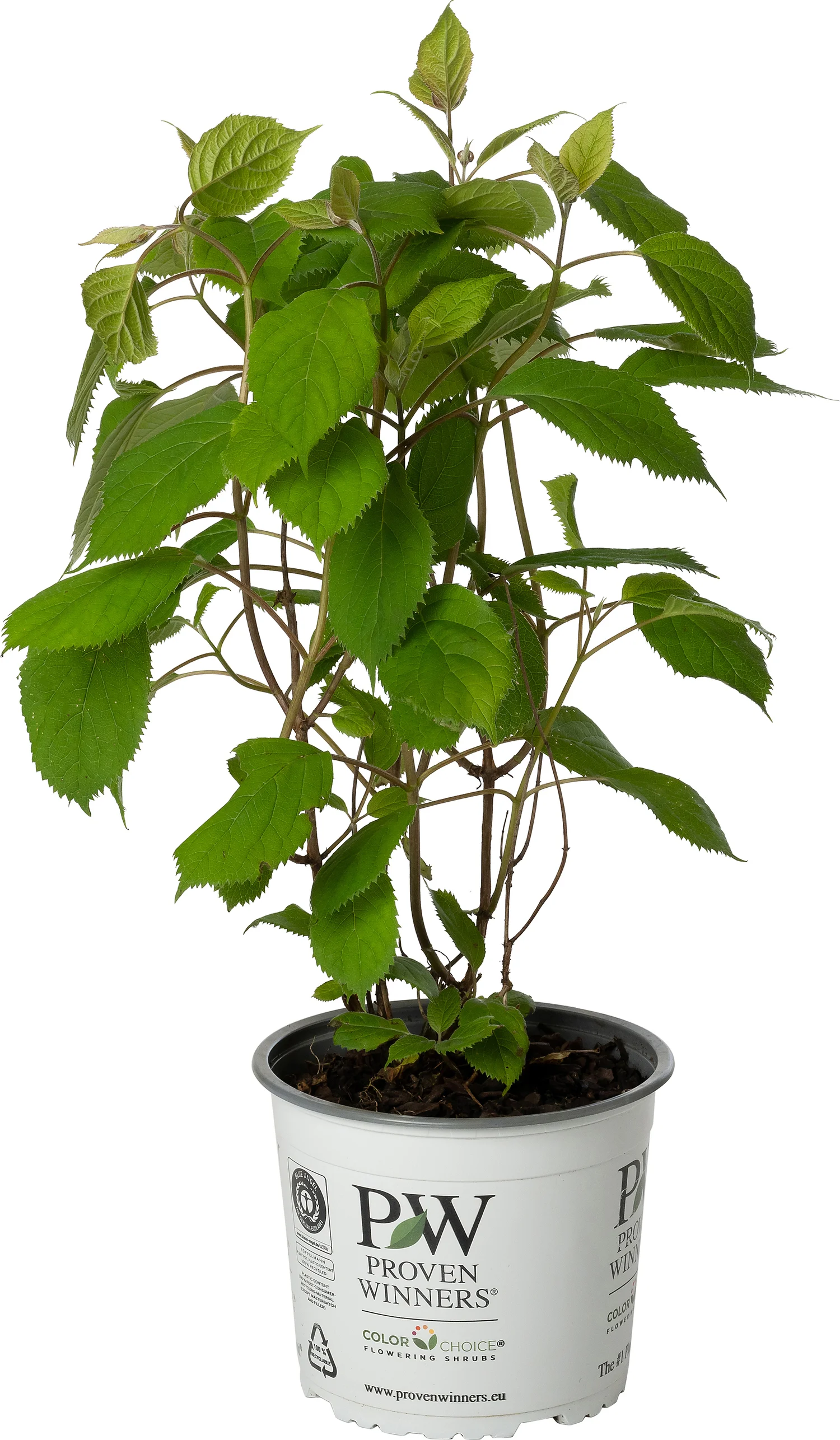 Bolhortensia (Hydrangea arborescens 'Ruby Annabelle'®) D 19 H 30 cm