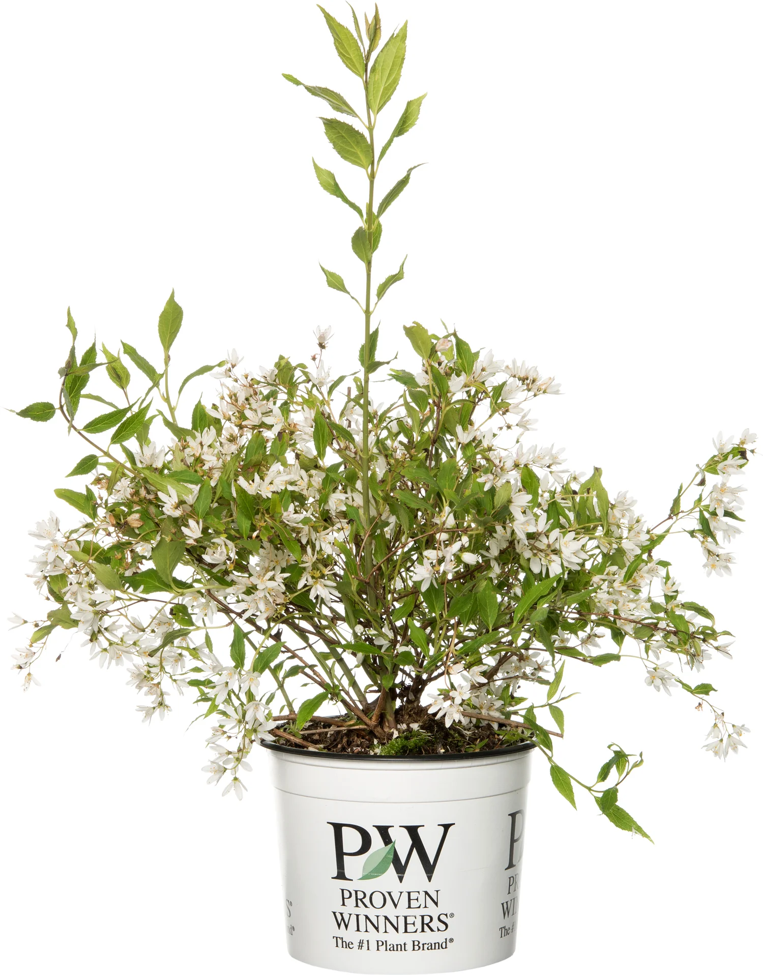 Bruidsbloem (Deutzia 'Yuki Snowflake') D 19 H 25 cm