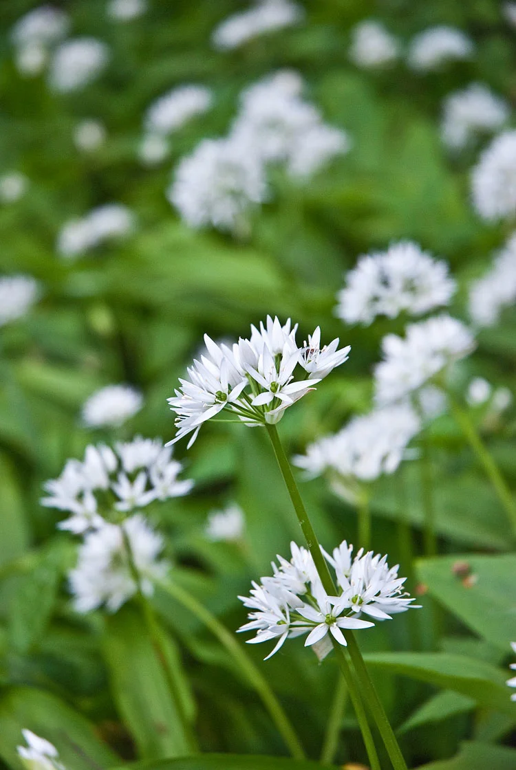 Biologische Daslook (Allium ursinum) D 13 H 15 cm