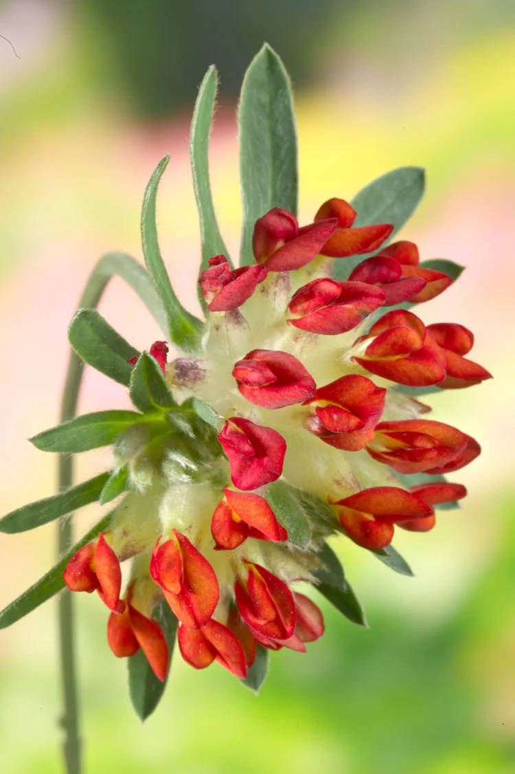 Biologische Rood Wondklaver (Anthyllis vulneria 'Coccinea') D 13 H 10 cm