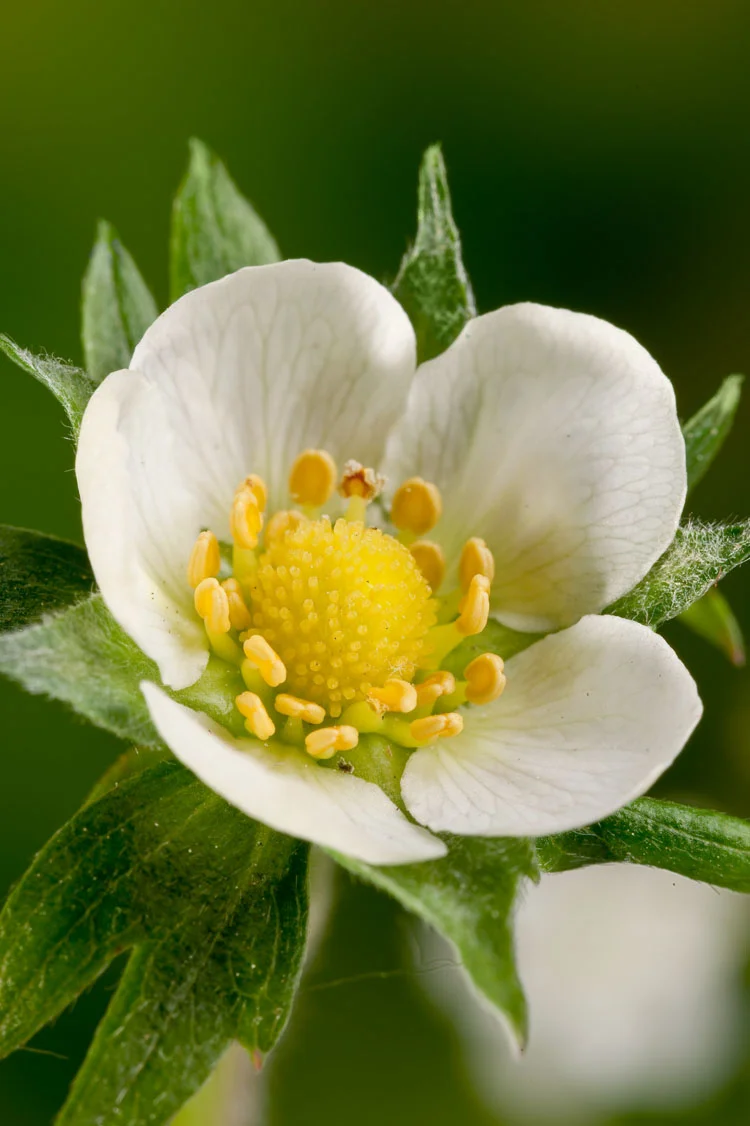Biologische Bosaardbei (Fragaria vesca vesca) D 13 H 15 cm