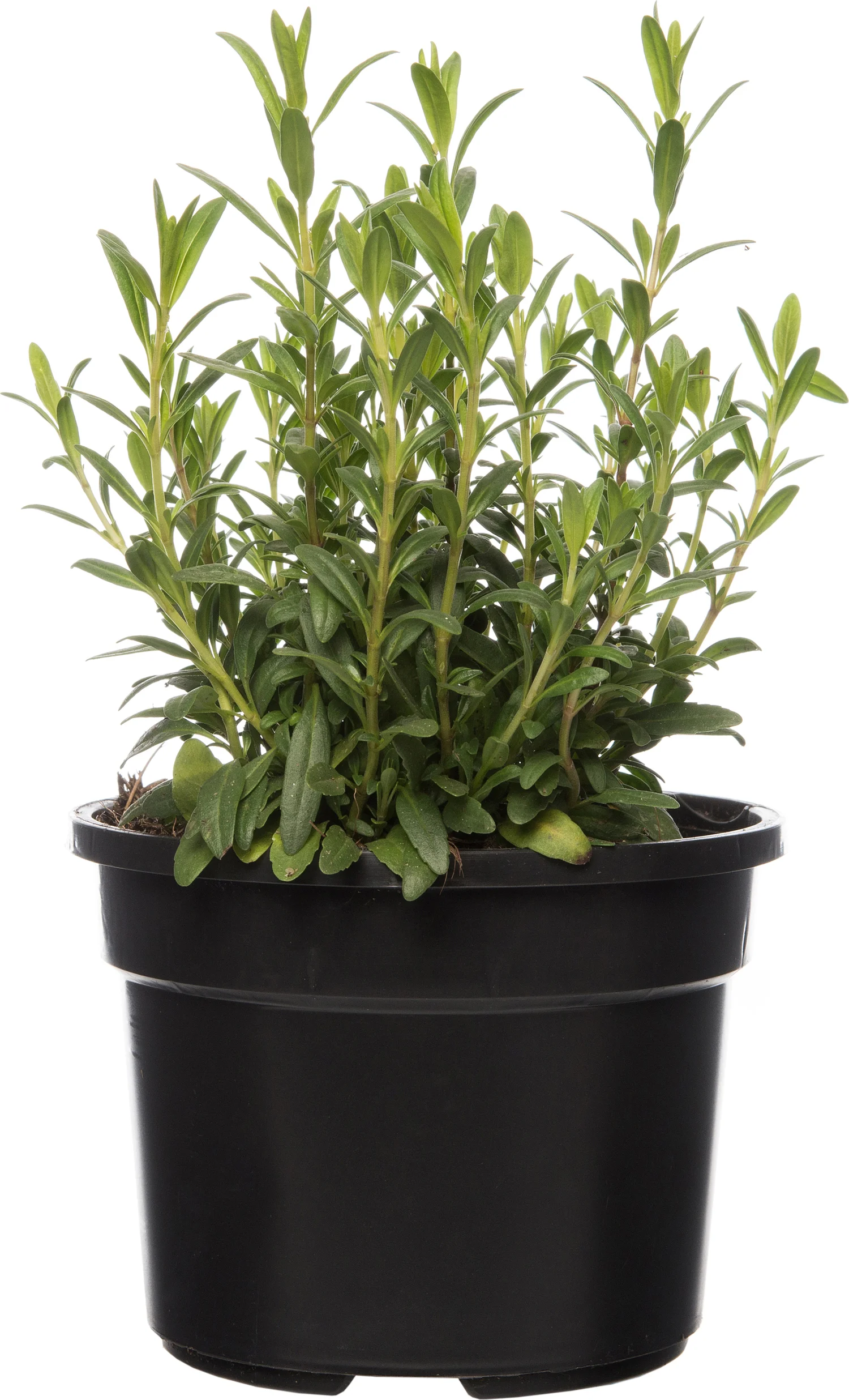 Biologische hysop (Hyssopus officinalis) D 13 H 15 cm