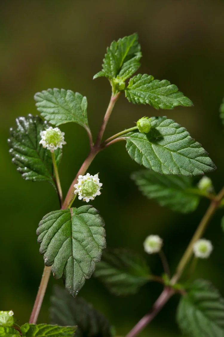 Biologische Azteeks Zoetkruid (Lippia dulcis) D 13 H 15 cm