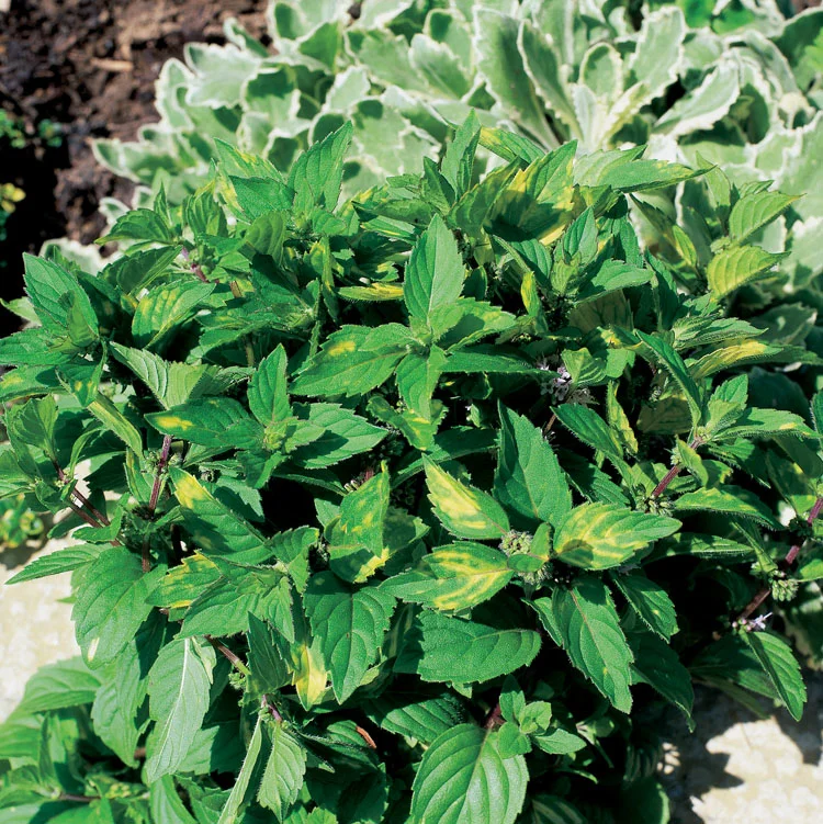 Biologische Gembermunt (Mentha Gracilis 'Ginger') D 13 H 20 cm