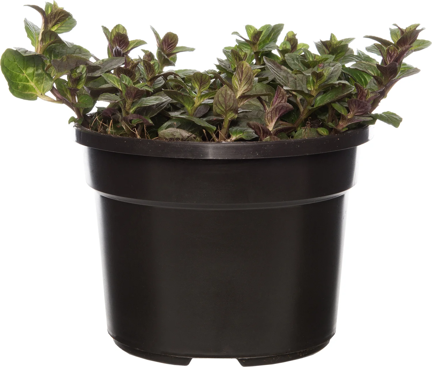 Biologische chocolademunt (Mentha piperata 'Chocolate') D 13 H 10 cm