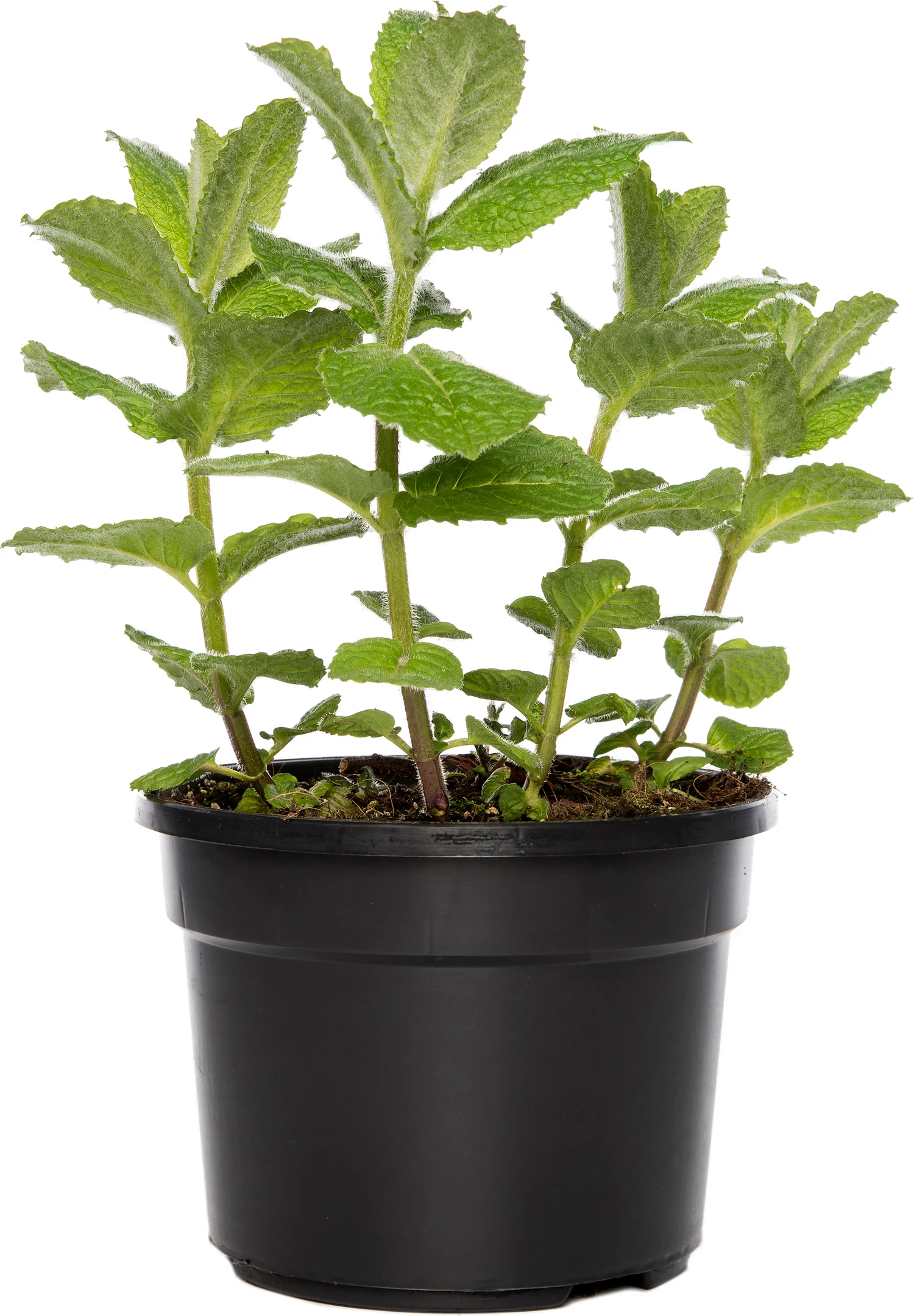 Biologische ananasmunt (Mentha suaveolens 'Ananas') D 13 H 20 cm
