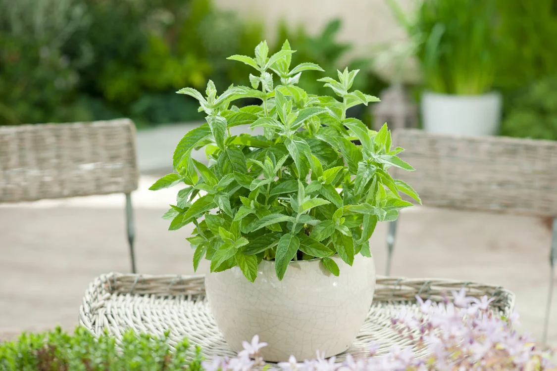 Biologische Appelmunt (Mentha suaveolens 'Apfel') D 13 H 15 cm