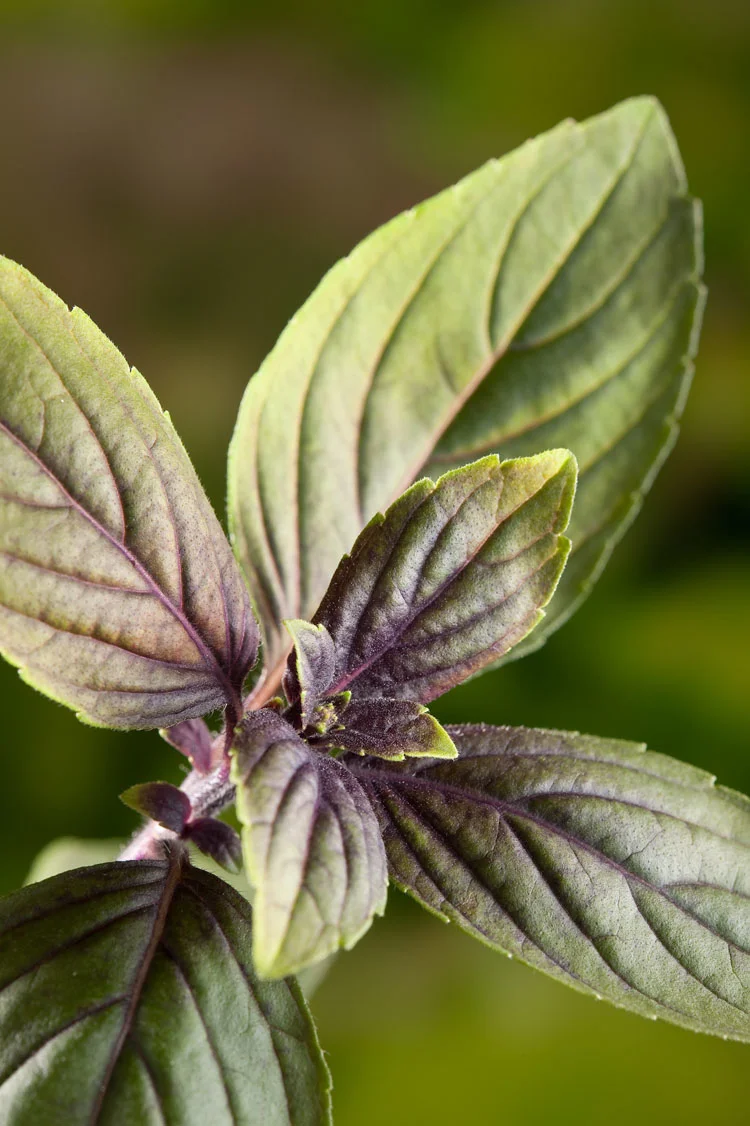 Biologische Basilicum (Ocimum basilicum 'Magic Blue' bio) D 13 H 20 cm