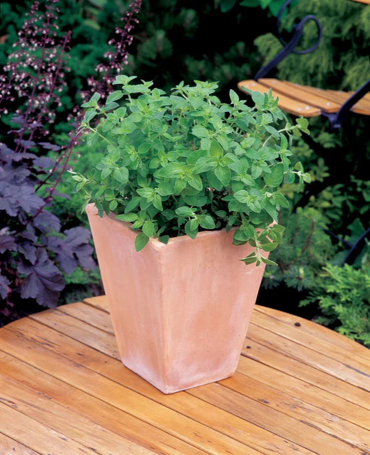 Biologische Oregano (Origanum vulgare) D 13 H 10 cm