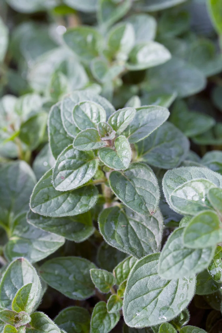 Biologische Griekse oregano (Origanum vulgare 'Hirtum') D 13 H 15 cm