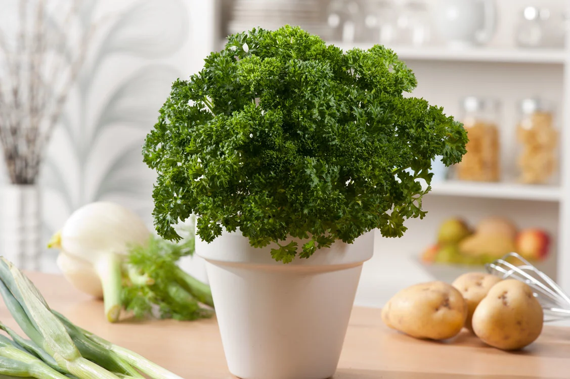 Biologische Krulpeterselie (Petroselium crispum) D 13 H 10 cm