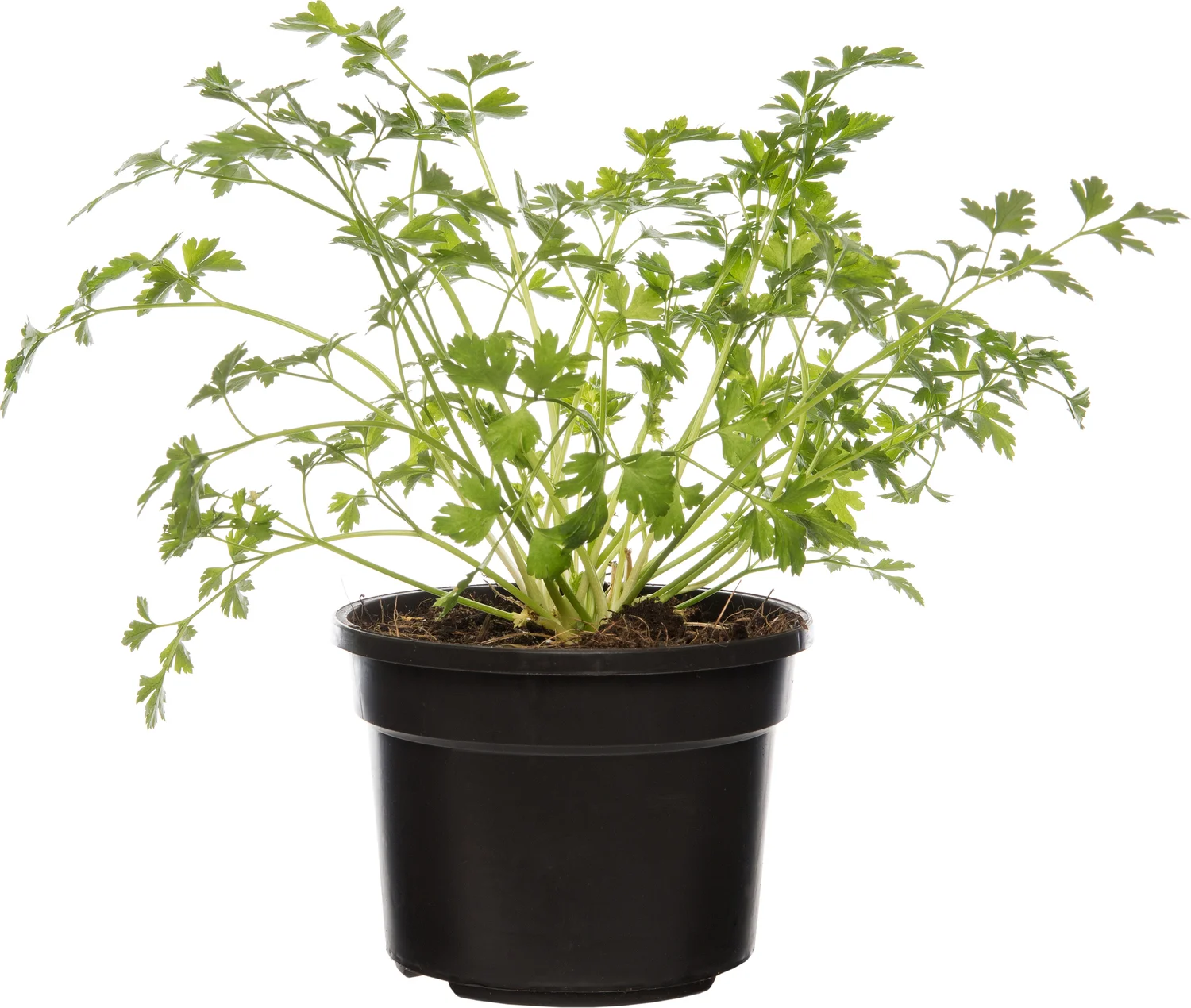 Biologische peterselie (Petroselinum crispum 'Gigante d'Italia') D 13 H 10 cm