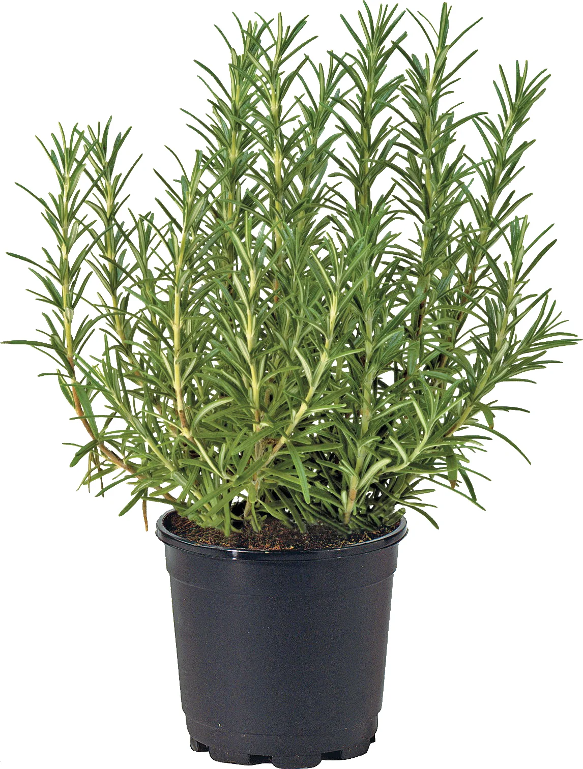 Biologische Rozemarijn (Rosmarinus officinalis) D 13 H 15 cm