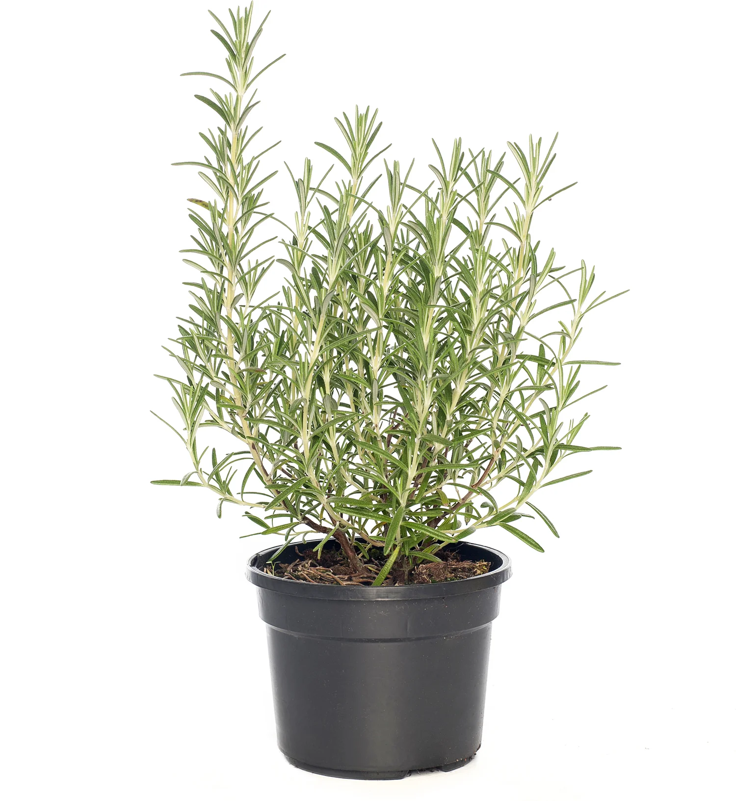 Biologische Rozemarijn (Rosmarinus officinalis 'Blue Winter') D 13 H 15 cm