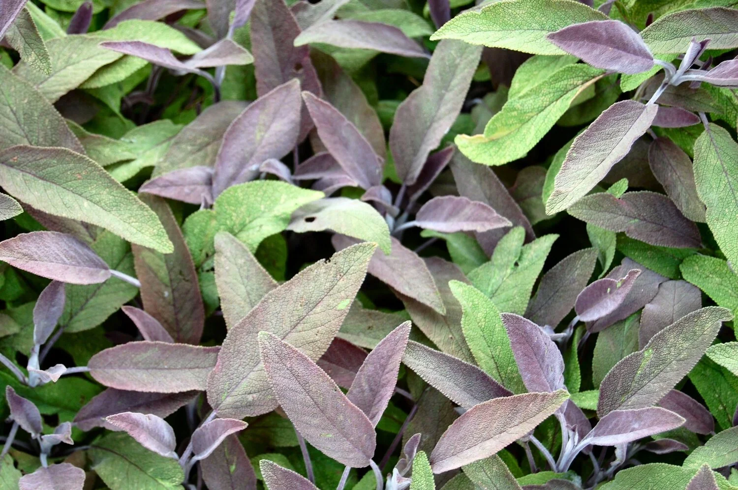 Biologische Roodbladige Salie (Salvia officinalis 'Purpurascens') D 13 H 15 cm
