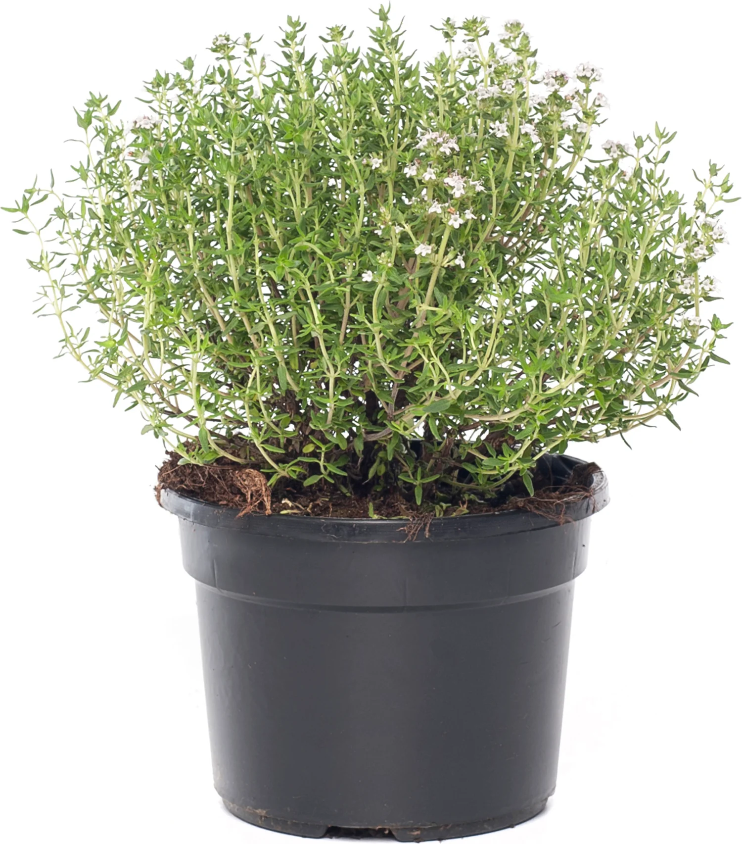 Biologische Keukentijm (Thymus vulgaris 'Compactus') D 13 H 15 cm