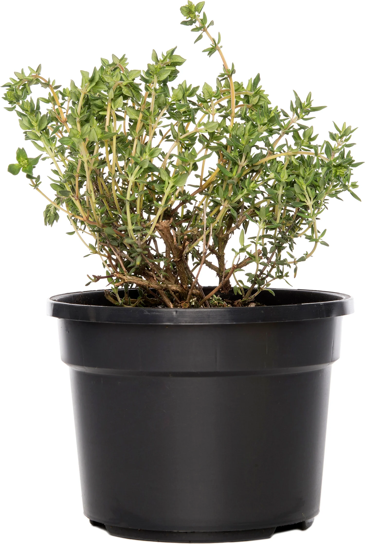 Biologische sinasappeltijm (Thymus vulgare 'Orange') D 13 H 10 cm