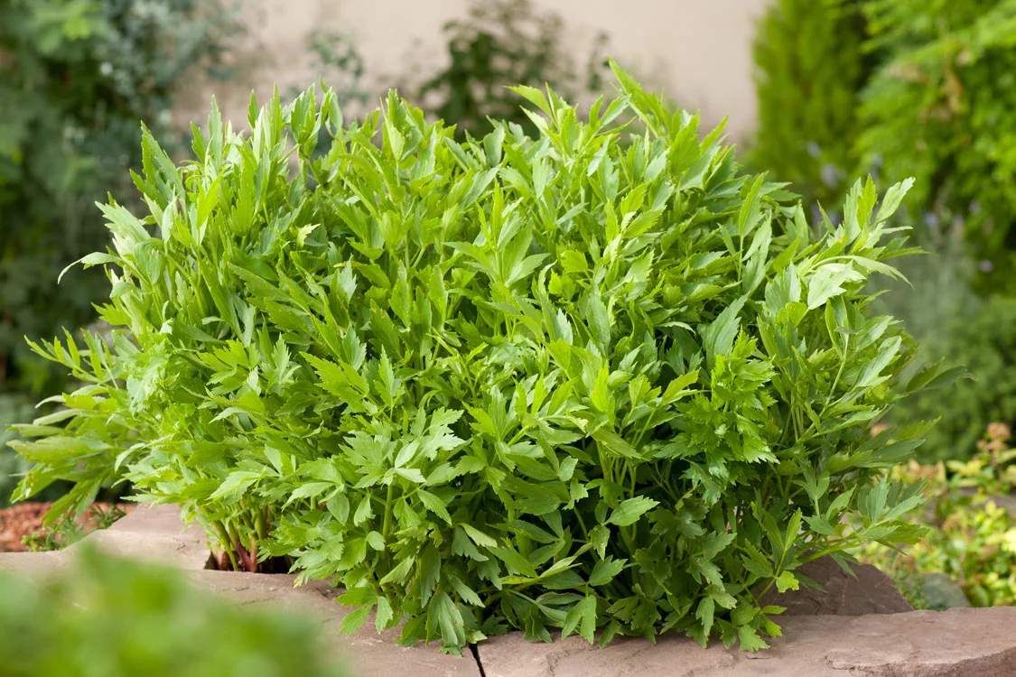 Biologische Maggieplant (Levisticum officinale) D 13 H 10 cm