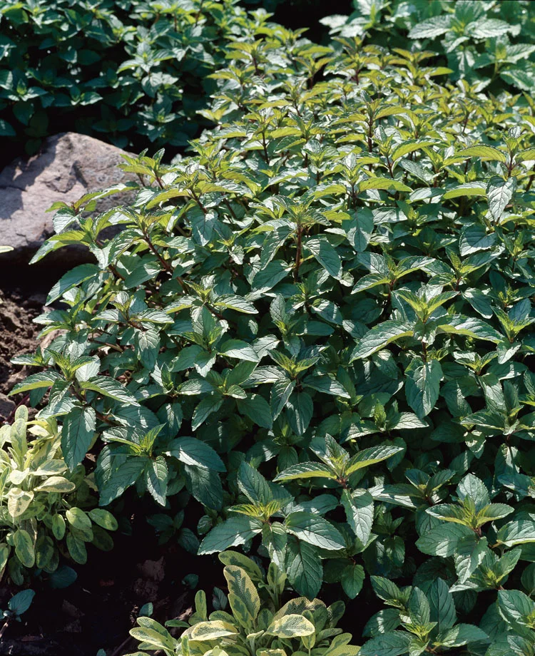 Biologische Pepermunt (Mentha Piperita 'Cinderella') D 13 H 15 cm