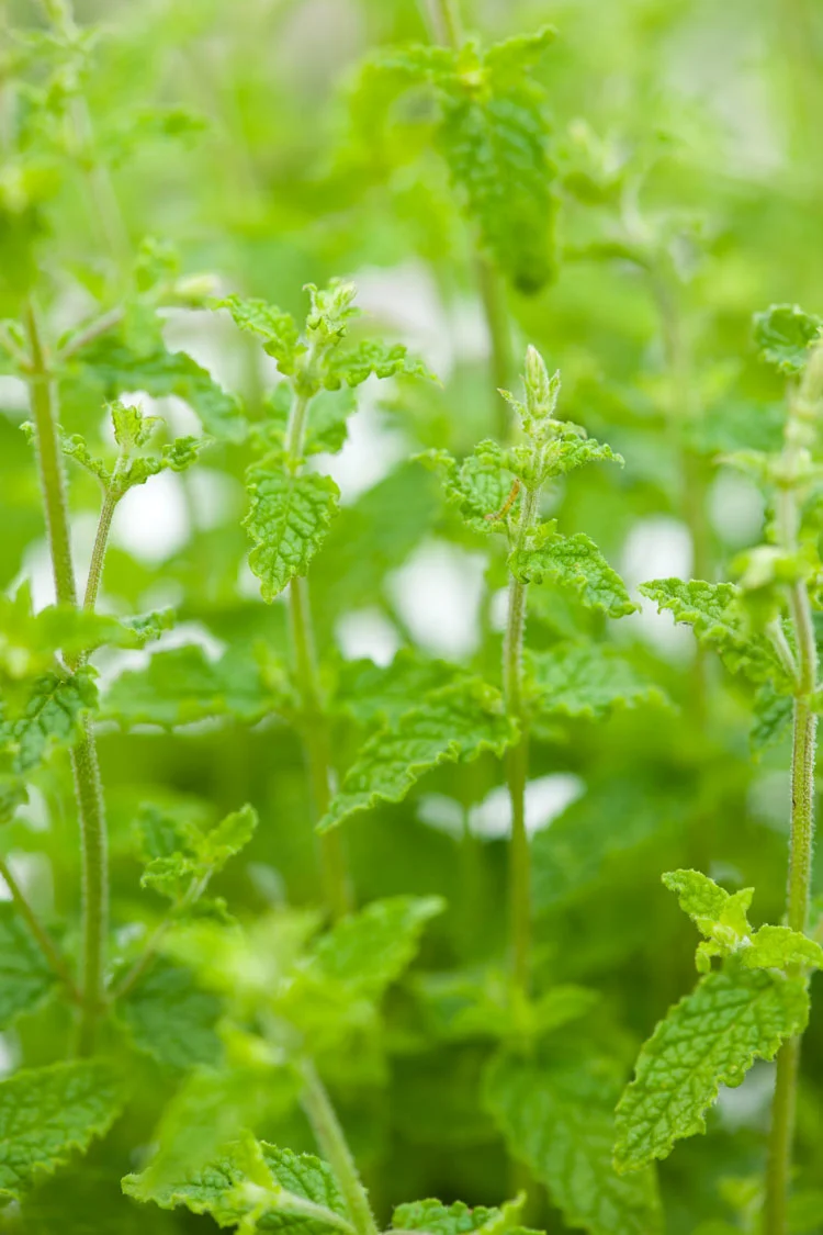 Biologische Aardbeienmunt (Mentha arvensis 'Strawberry') D 13 H 10 cm
