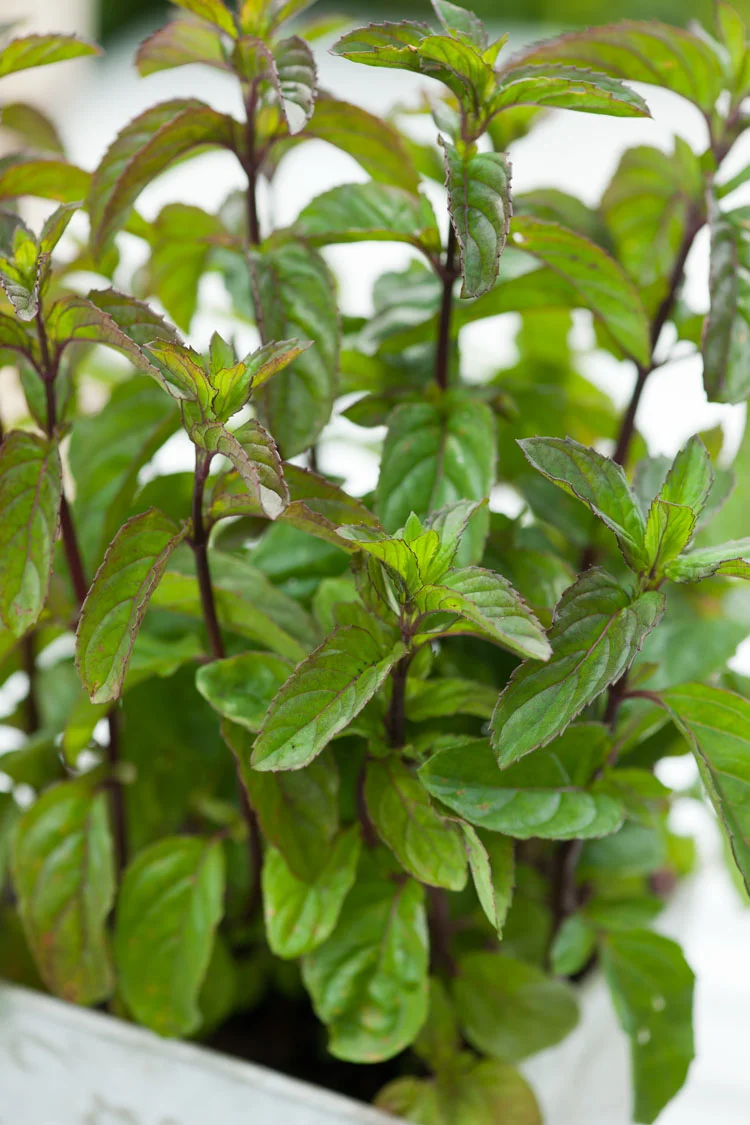 Biologische Basilicum Munt (Mentha piperita 'Basilicum') D 13 H 10 cm