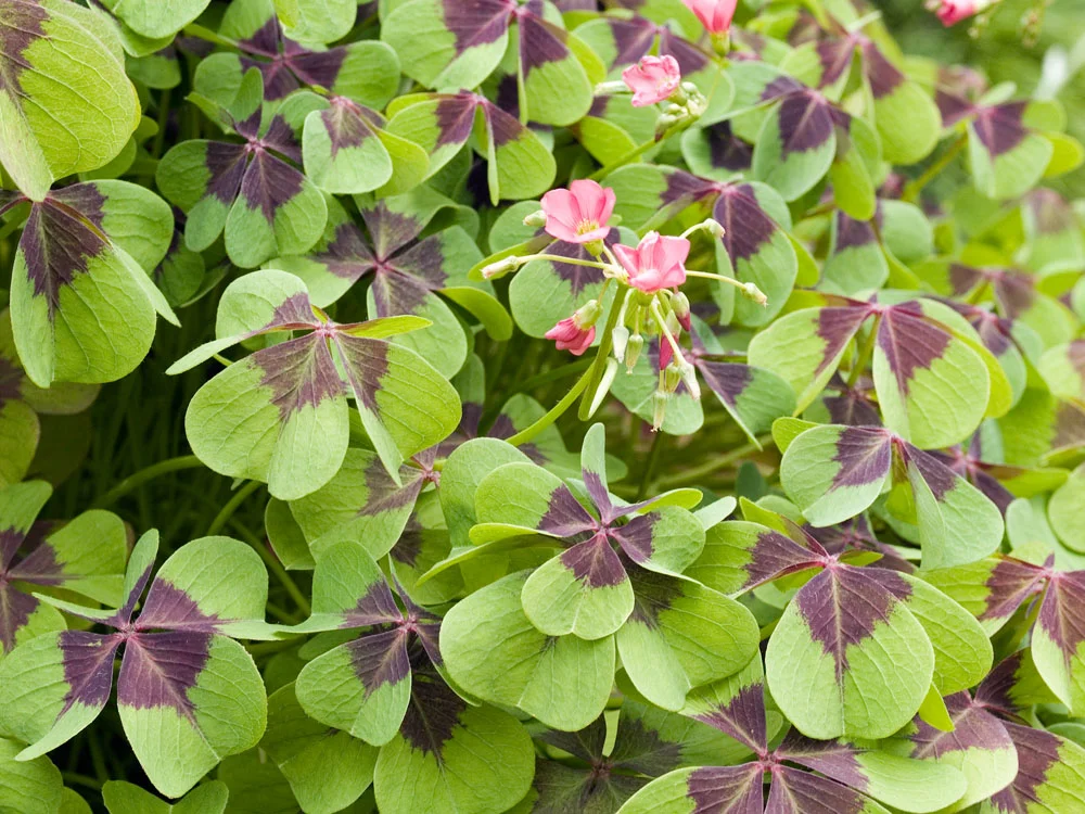 Biologische Klaverzuring (Oxalis tetraphylla) D 13 H 15 cm
