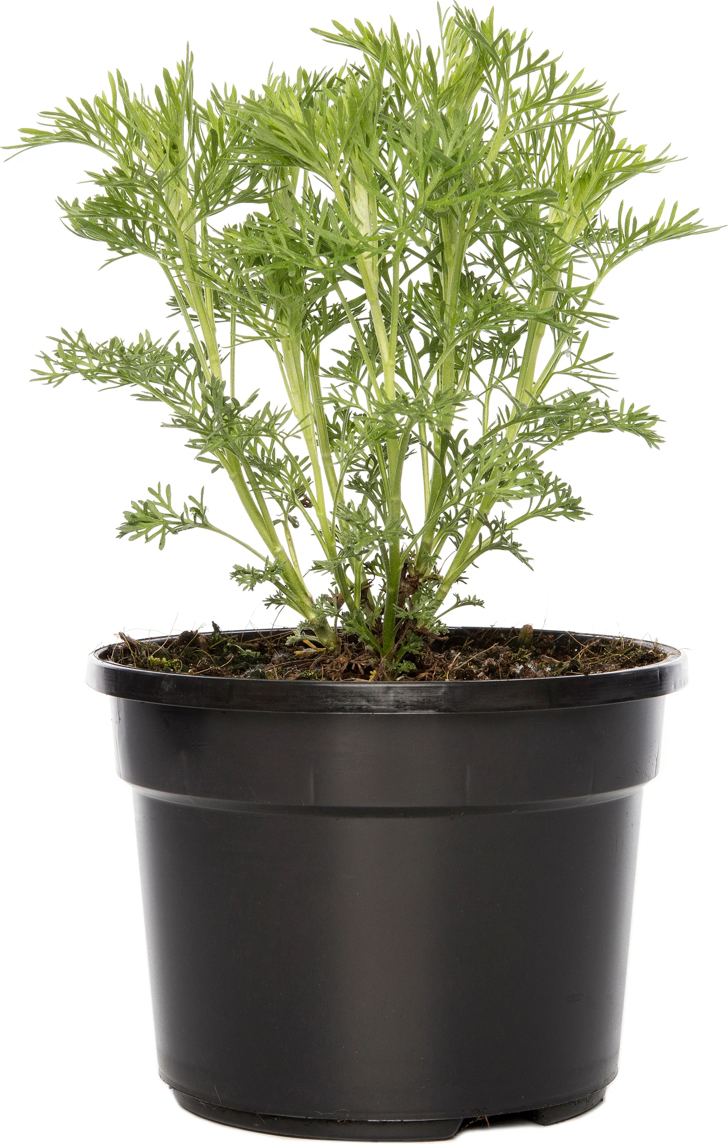 Biologische Colakruid (Artemisia abrotanum 'Cola') D 13 H 20 cm