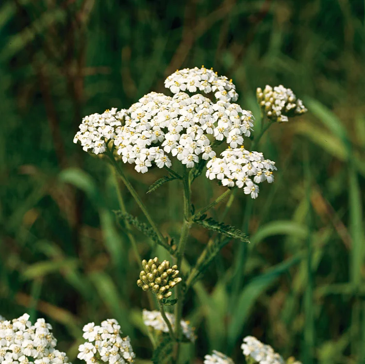 Biologische Duizendblad (Achillea millefolium)