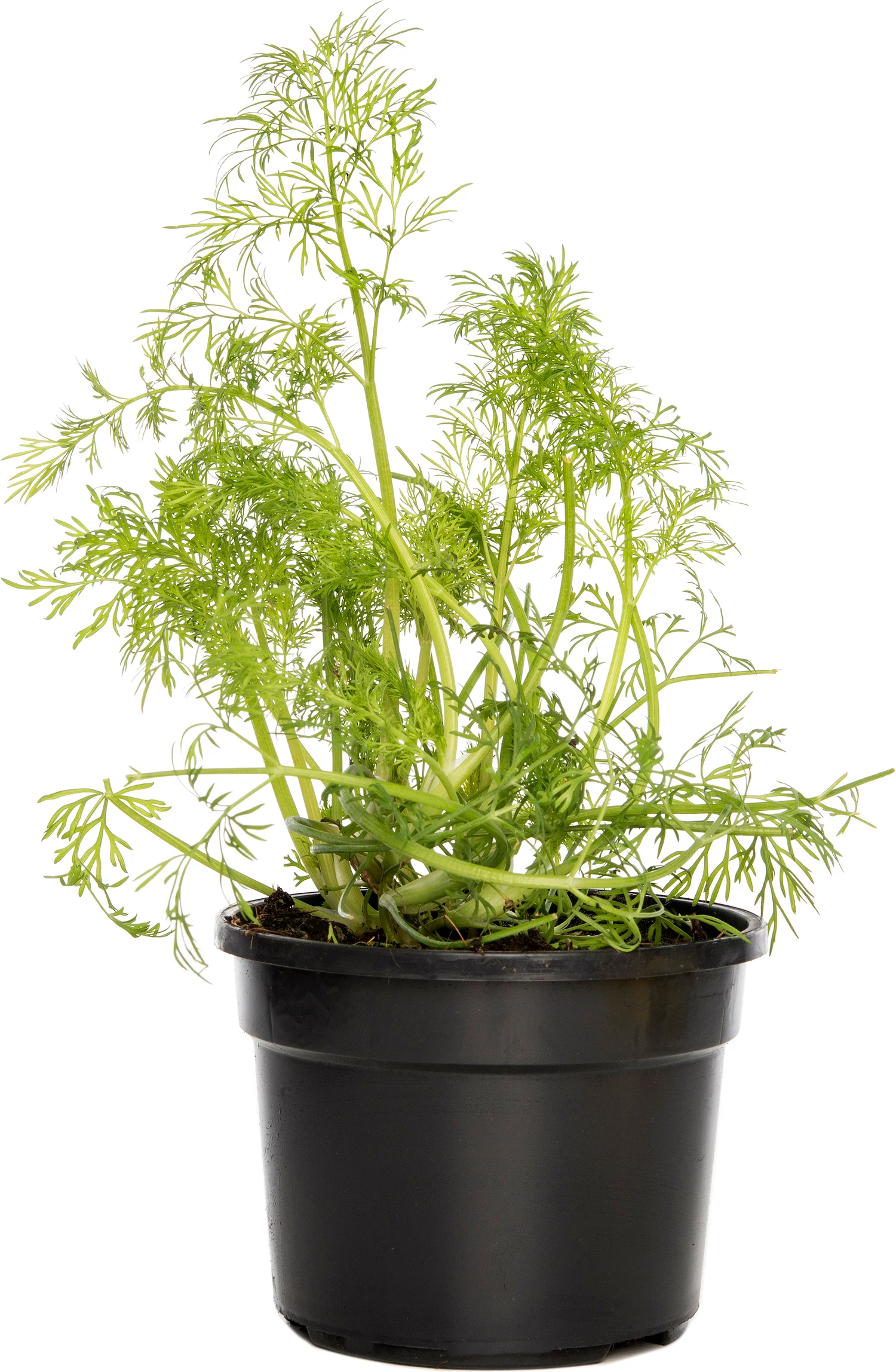 Biologische Dille (Anethum graveolens) D 13 H 15 cm