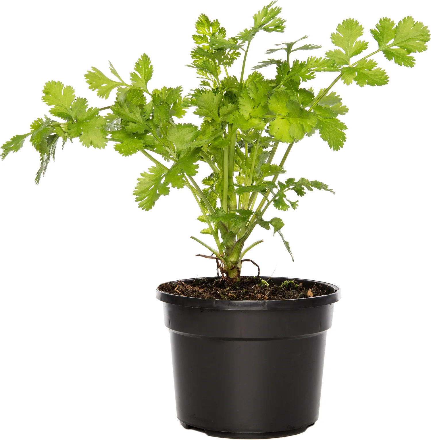 Biologische Koriander (Coriandrum Sativum) D 13 H 15 cm