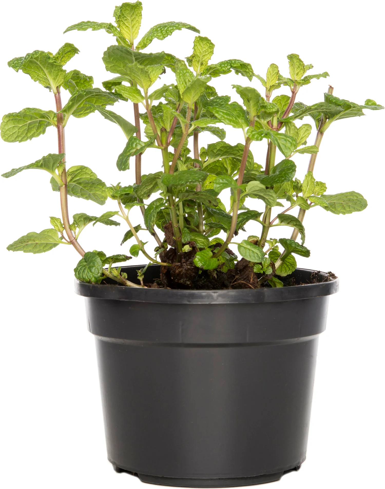 Biologische Munt (Mentha spicata 'Spearmint') D 13 H 15 cm