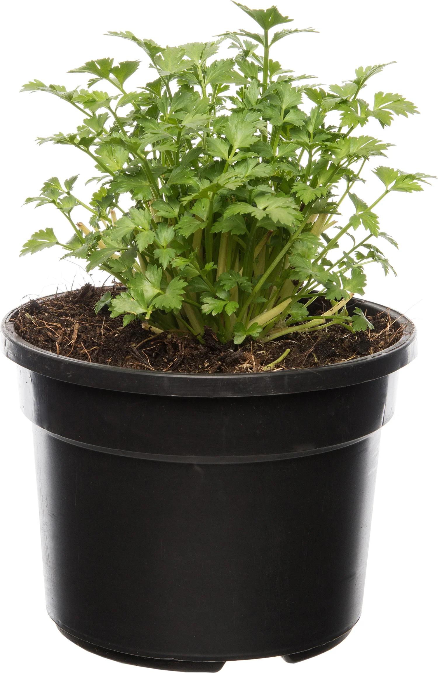 Biologische selderij (Apium graveolens) D 13 H 15 cm