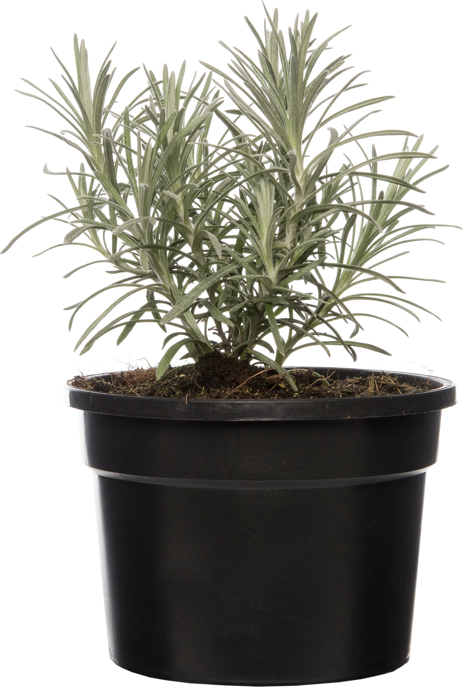 Biologische kerriekruid (Helichrysum italicum) D 13 H 15 cm